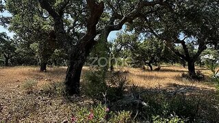 Terreno de 230 000 m² em Castelo Branco