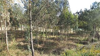 Land for sale in Torres Vedras, Portugal — €62,390