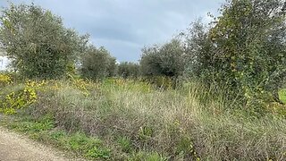 Land for sale in Tomar, Portugal — €22,500