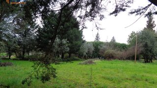 Land for sale in Carregal do Sal, Portugal — €127,500