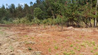 Land for sale in Figueira da Foz, Portugal — €12,500