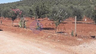 Land for sale in Sousel, Portugal — €145,000