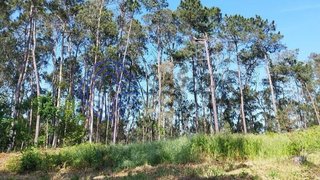 Land for sale in Santa Maria da Feira, Portugal — €45,000