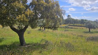 Terreno de 1440 m² em Castelo Branco