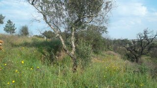 Terreno de 3400 m² em Castelo Branco
