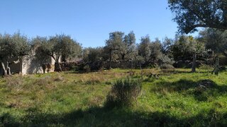 Terreno de 440 m² em Castelo Branco