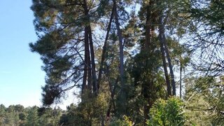 Land for sale in Castelo Branco, Portugal — €13,500
