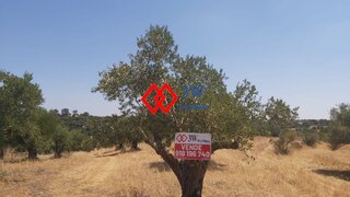 Land for sale in Torres Novas, Portugal — €18,500