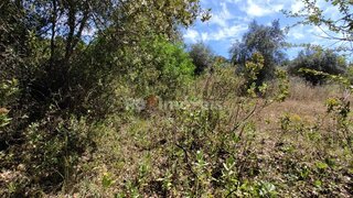 Land for sale in Torres Novas, Portugal — €8,000