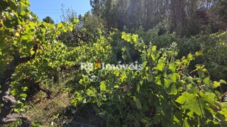 Land for sale in Tomar, Portugal — €6,000