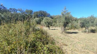 Land for sale in Tomar, Portugal — €1,900