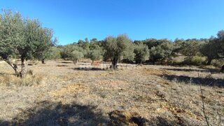 Land for sale in Tomar, Portugal — €6,000