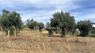 Land for sale in Vila Nova da Barquinha, Portugal — €45,000