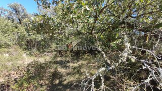 Land for sale in Tomar, Portugal — €5,000