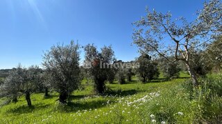 Land for sale in Torres Novas, Portugal — €10,000