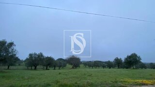 Terreno de 9000 m² em Santarém