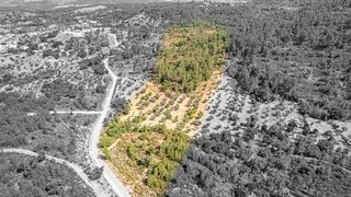 Terreno de 6822 m² em Castelo Branco