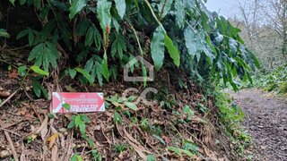 Terreno em Lagoa (Açores)