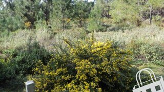 Land for sale in Alcobaça, Portugal — €100,000