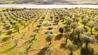 Land for sale in Alandroal, Portugal — €33,000