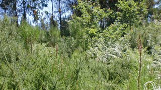 Land for sale in Lousada, Portugal — €45,000