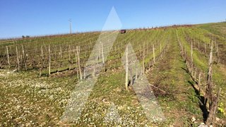 Land for sale in Anadia, Portugal — €59,000
