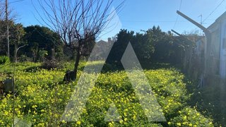 Land for sale in Anadia, Portugal — €38,000