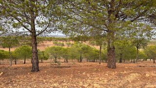 Land for sale in Castro Marim, Portugal — €65,000