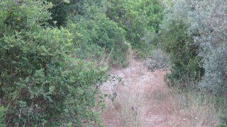 Terreno em Faro · 11 960 m² · 26 500 €