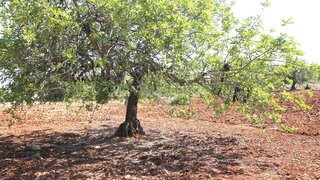 Terreno de 12 290 m² em Faro