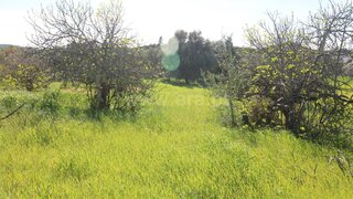 Land for sale in São Brás de Alportel, Portugal — €20,000