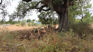 Land for sale in Silves, Portugal — €17,000