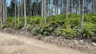 Land for sale in Albergaria-a-Velha, Portugal — €52,500
