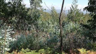 Land for sale in Arouca, Portugal — €35,000