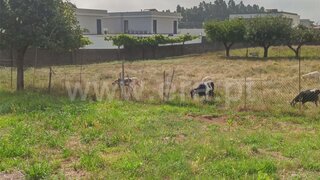 Land for sale in Albergaria-a-Velha, Portugal — €68,000