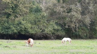 Land for sale in Albergaria-a-Velha, Portugal — €108,000