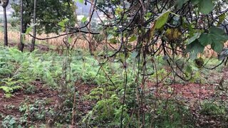 Land for sale in Albergaria-a-Velha, Portugal — €57,000