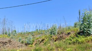 Land for sale in Sever do Vouga, Portugal