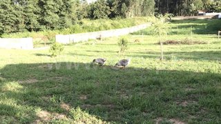 Terreno · 1900 m² · 61 800 €