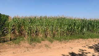 Land for sale in Estarreja, Portugal — €13,000