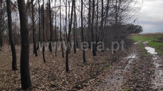 Terreno em Albergaria-a-Velha