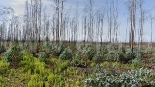 Terreno em Estarreja