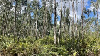 Land for sale in Albergaria-a-Velha, Portugal