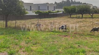 Land for sale in Albergaria-a-Velha, Portugal — €52,000