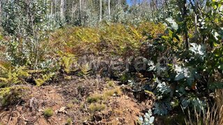 Terreno em Albergaria-a-Velha