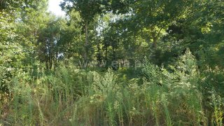 Land for sale in Oliveira de Azeméis, Portugal
