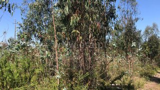 Land for sale in Albergaria-a-Velha, Portugal — €12,000