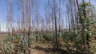 Terreno em Estarreja