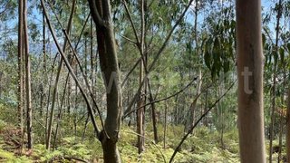 Land for sale in Albergaria-a-Velha, Portugal — €5,200