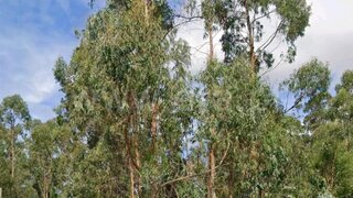 Land for sale in Ovar, Portugal — €10,500